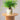 Decorative Plant Pot - Maiden Fern